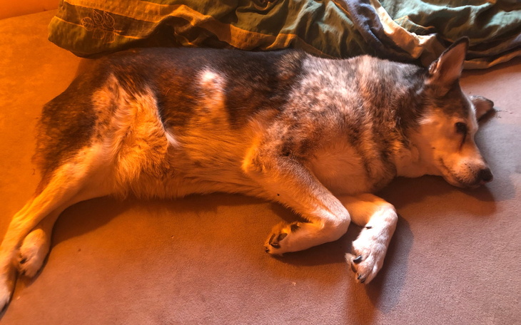 Pies śpiący na podłodze, otoczony kocami.