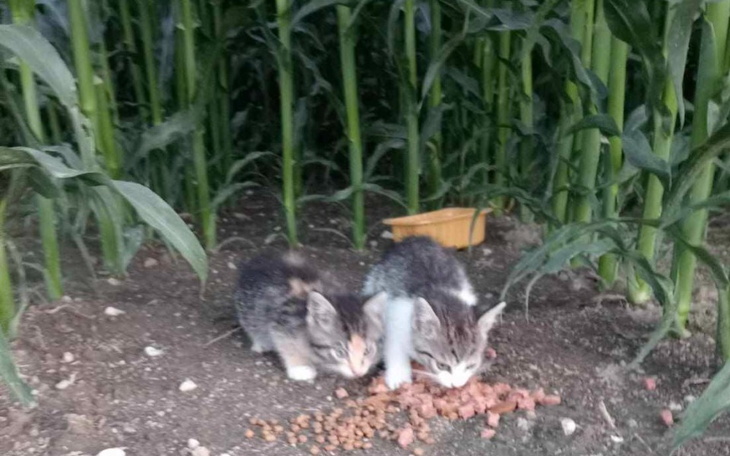 Zbiórka Wyrzucone w kukurydzy - zdjęcie główne