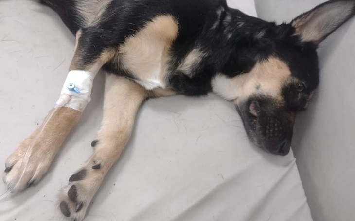 Zbiórka Lilly ofiara zatrucia - zdjęcie główne