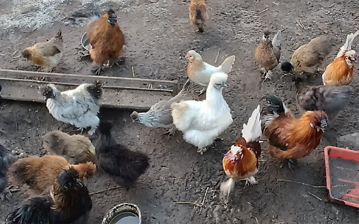 Zbiórka Nowy kurnik - zdjęcie główne