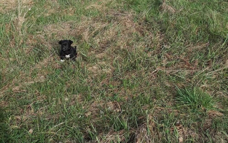 Zbiórka Opieką weterynaryjna - zdjęcie główne