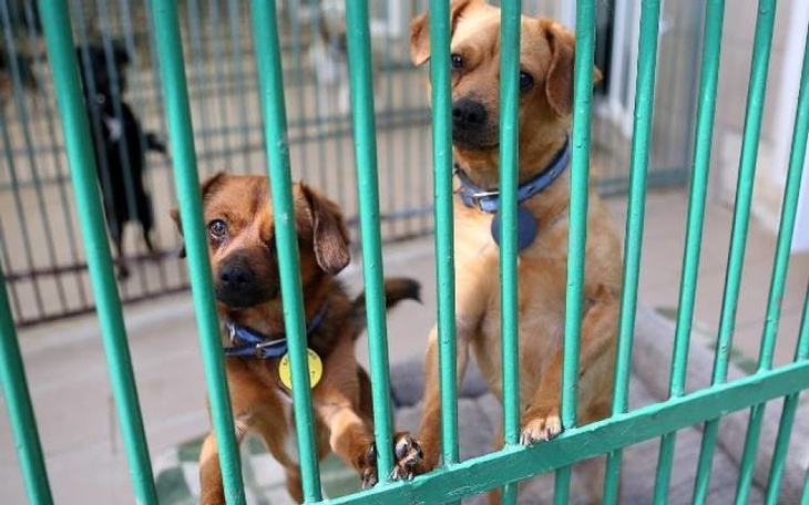 Zbiórka Na wyposażenie dla psów i kotów - zdjęcie główne