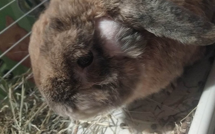 Zbiórka Zabieg dla królisia - zdjęcie główne