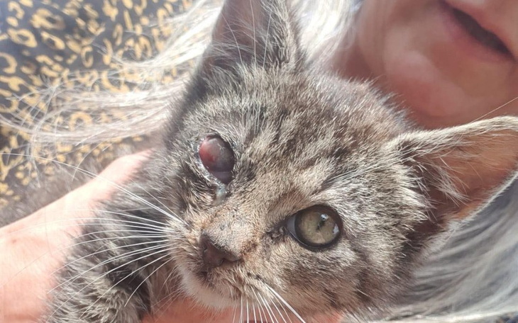 Zbiórka Kotka zbiera na operacje oka - zdjęcie główne