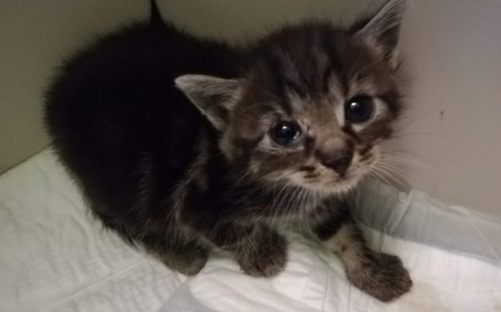 Zbiórka Zlotowskie kociaki - zdjęcie główne