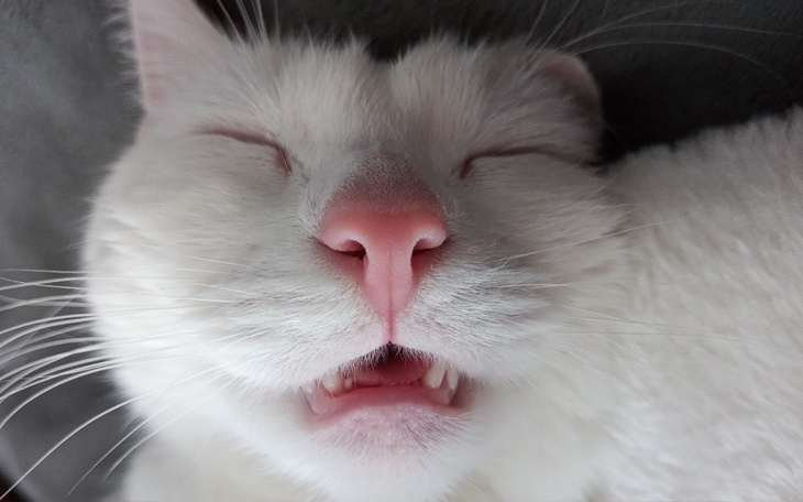 Zbiórka Walka o zdrowie Feniksa - zdjęcie główne