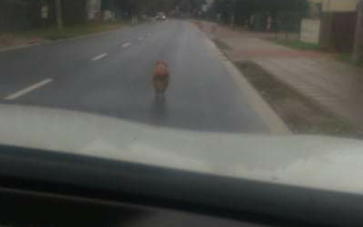 Zbiórka sprzęt do zabezpieczania psów - zdjęcie główne