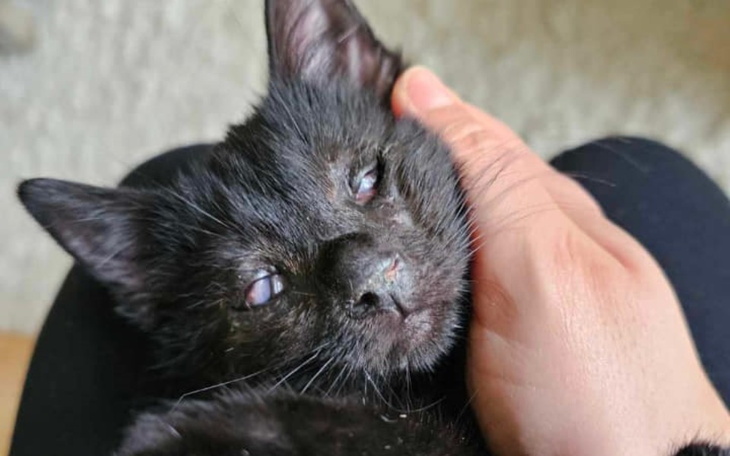 Czarny kot leży na kolanach, wygląda na zrelaksowanego.