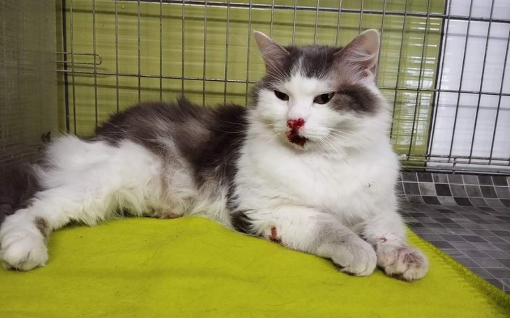 Zbiórka Olaf w ciężkim stanie - zdjęcie główne