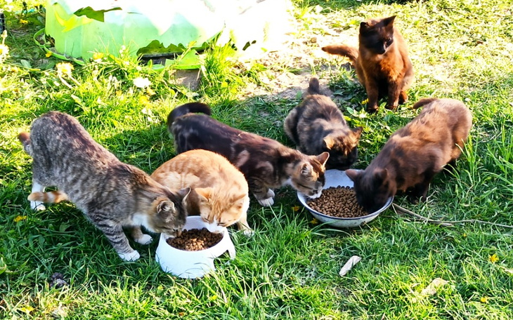 Grupa kotów jedzących karmę na trawie w słoneczny dzień.