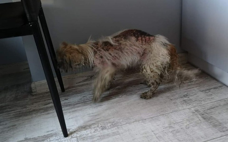Zbiórka Czy to jest Shihtzu - zdjęcie główne