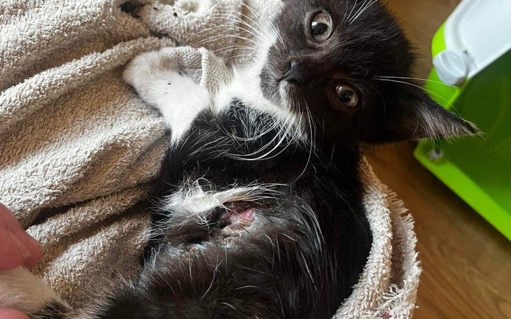 Zbiórka Bez operacji nie przeżyje - zdjęcie główne