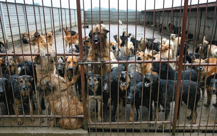 Zbiórka Na rzeczy do schroniskaa - zdjęcie główne