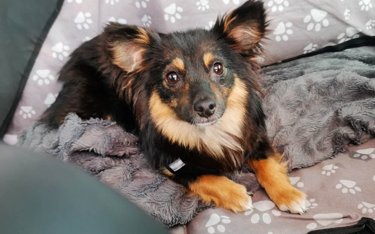 Zbiórka Guzik-na kastrację i karmę w dt - zdjęcie główne