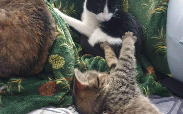 Zbiórka Kastracja braciaków - zdjęcie główne