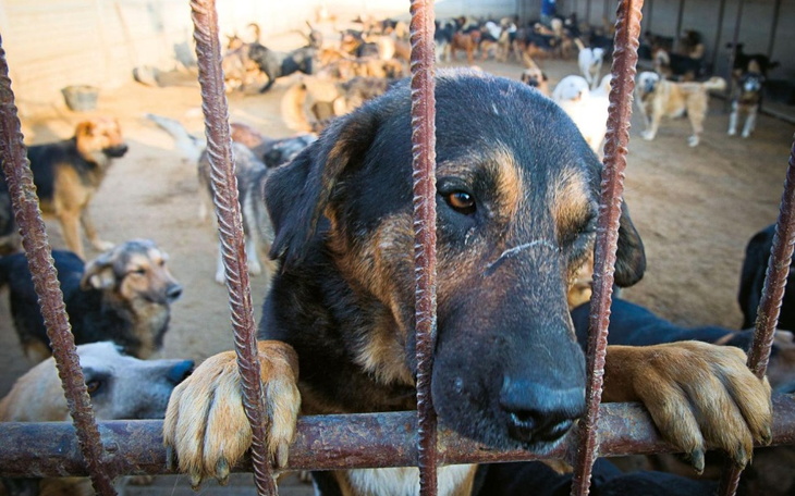 Zbiórka Karma dla zwierząt w schronisku. - zdjęcie główne