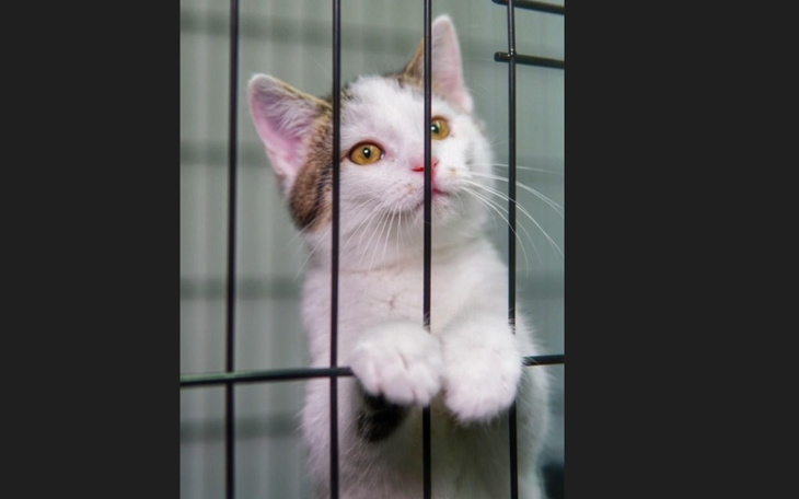 Zbiórka Pomóżcie nam dalej ratować - zdjęcie główne