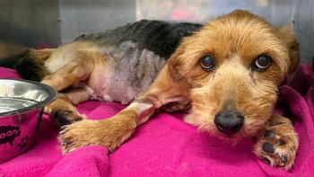 Zbiórka Konająca u rolnika Monika - miniaturka zdjęcia