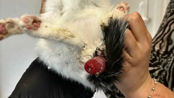 Zbiórka Dziecko z wypadniętym odbytem - miniaturka zdjęcia