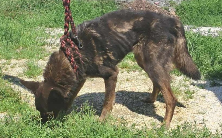 Zbiórka Tadzio potrzebuje pomocy. - zdjęcie główne