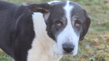 Zbiórka Na leczenie Mewy - miniaturka zdjęcia