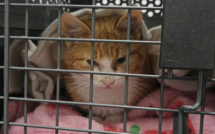 Zbiórka Pomoc w leczenia karmelka - zdjęcie główne