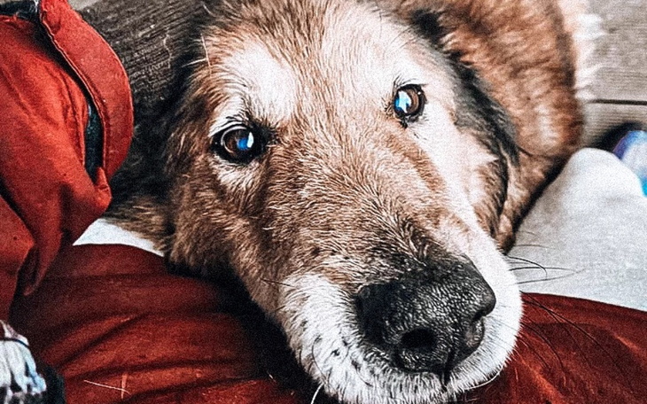 Zbiórka Tracą jedyny dom. Pilna pomoc - zdjęcie główne