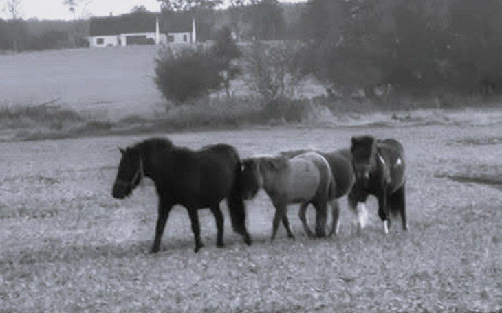 Cztery konie spacerujące po polu.