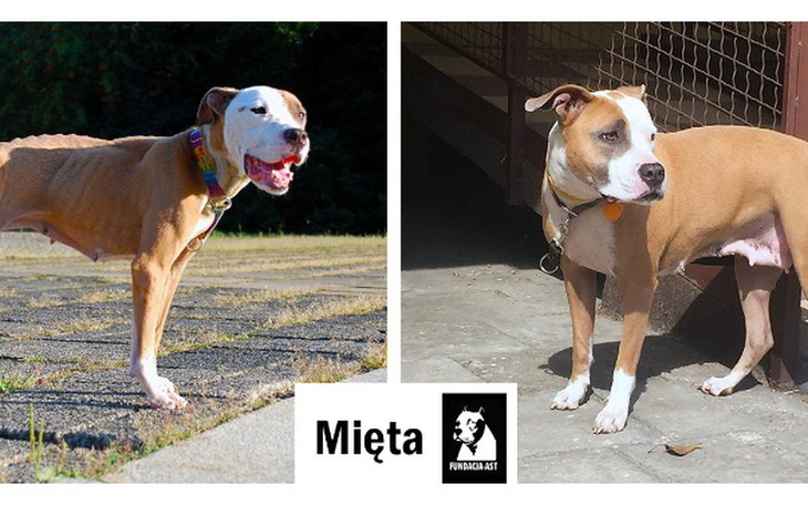 Zbiórka ASTKA Mięta - na operację - zdjęcie główne