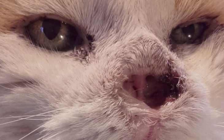 Zbiórka Chora kotka Gabrysia może umrzeć - zdjęcie główne