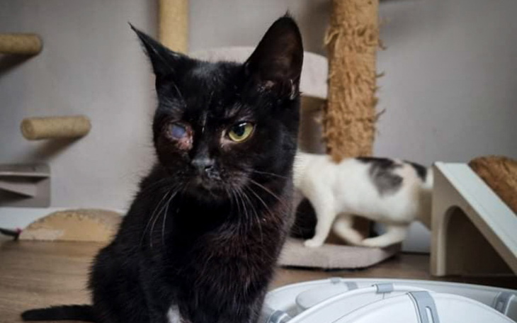 Zbiórka Ratowanie życia Mi i Negry - zdjęcie główne