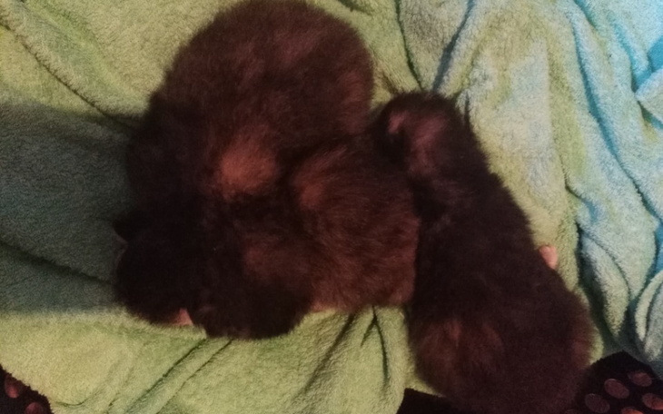 Zbiórka Na ratunek kocim dzieciom - zdjęcie główne