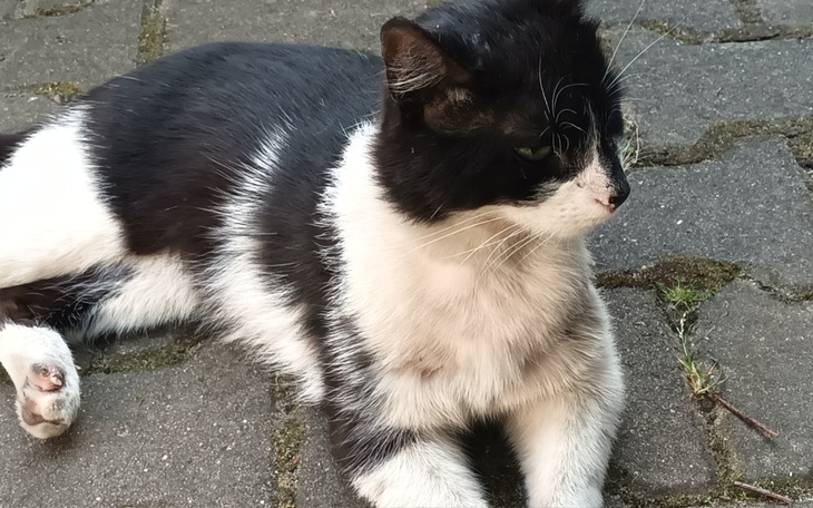 Zbiórka Na oplate leczenia kotka - zdjęcie główne