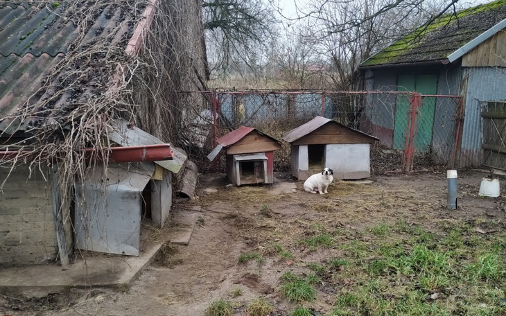 Zbiórka Pomóżmy Zwierzakom Janka - zdjęcie główne