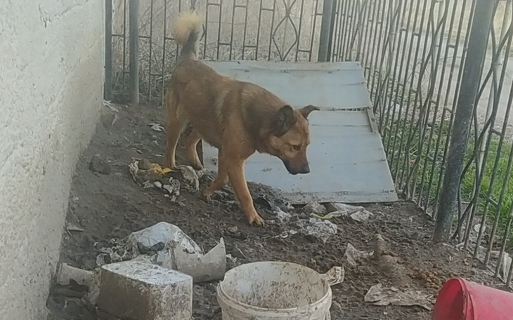 Zbiórka Zbieram na psy w zlych warunkach - zdjęcie główne
