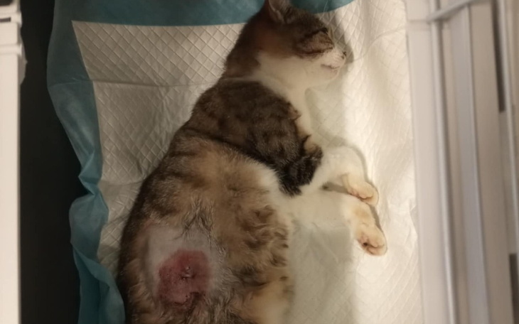 Zbiórka Wspomóżemy kotkę - zdjęcie główne