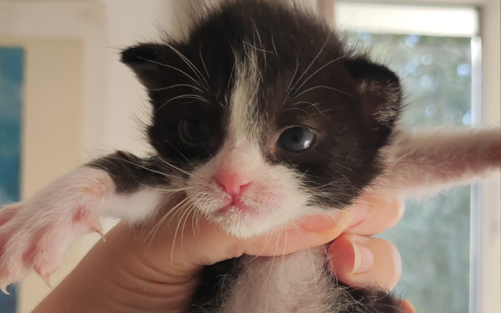 Zbiórka Nowe życie porzuconych kociąt - zdjęcie główne