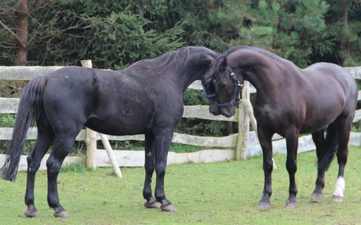 Zbiórka Zbiórka na budowę nowej stajni - zdjęcie główne