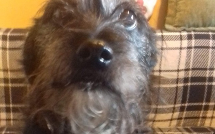 Zbiórka Operacja guzów u suczki - zdjęcie główne