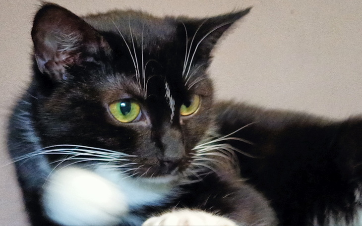 Zbiórka Na jedzonko dla Kreski - zdjęcie główne