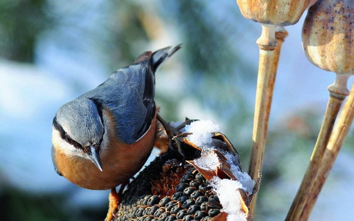 Zbiórka Na dokarmianie ptaków i gołąbków - zdjęcie główne