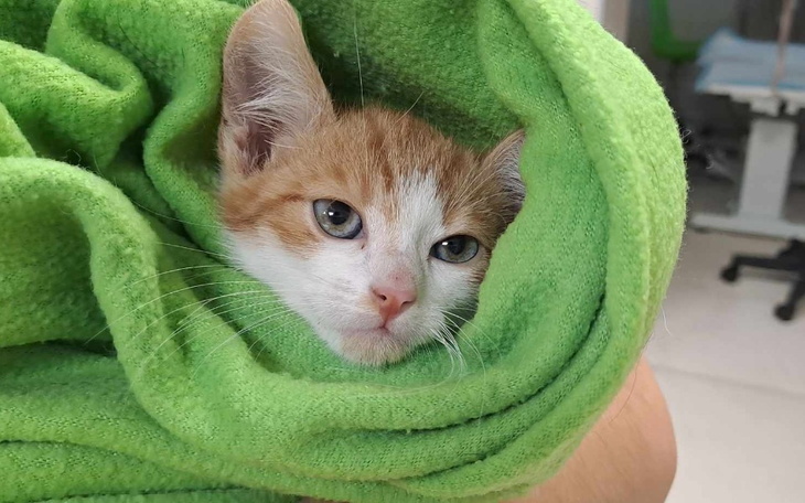 Zbiórka Na ratunek małemu Bursztynkowi - zdjęcie główne