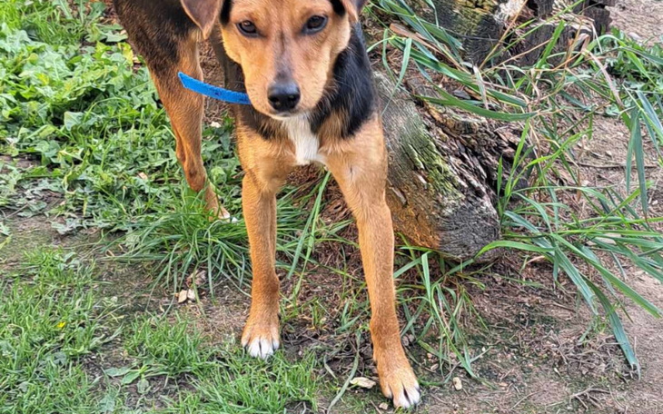 Zbiórka Dla Żelka na nowe życie - zdjęcie główne