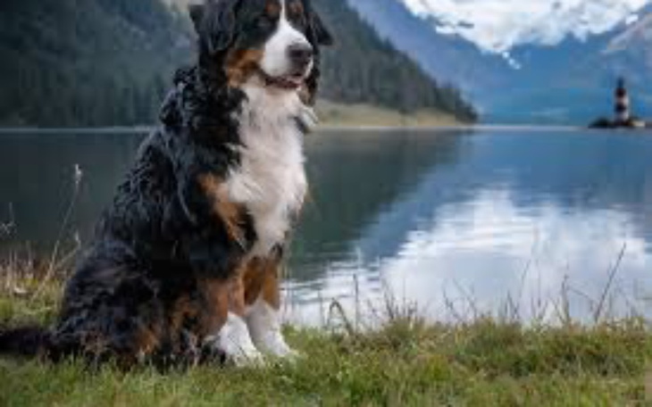Pies rasy bernardyn siedzący nad jeziorem w górskim krajobrazie.