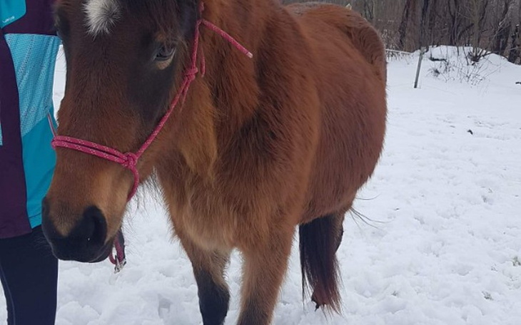 Zbiórka Marzenie kupno własnego konia - zdjęcie główne