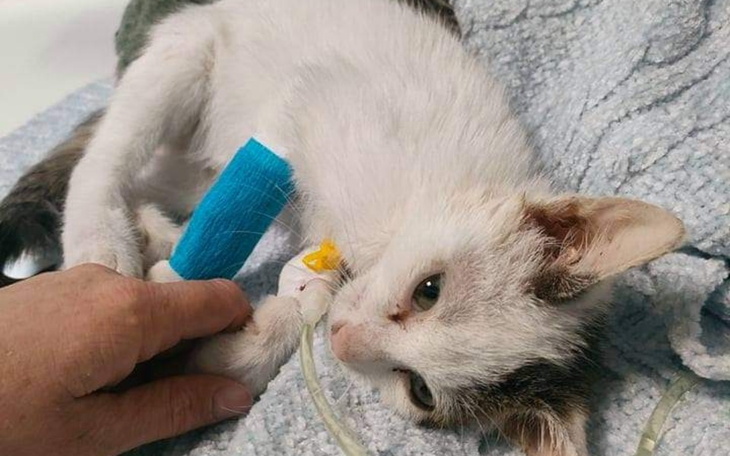 Zbiórka Kot z pola też ma prawo żyć... - zdjęcie główne