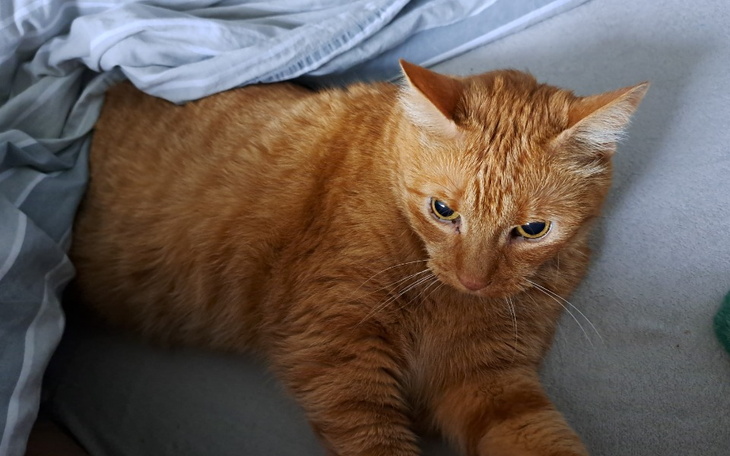 Zbiórka Pinkuś walczy z ciężką chorobą. - zdjęcie główne