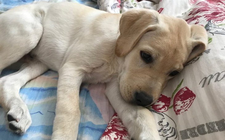 Zbiórka Na życie bez bólu - Piorun - zdjęcie główne