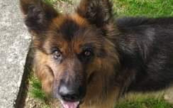 Zbiórka Kastracja Tessy - zdjęcie główne