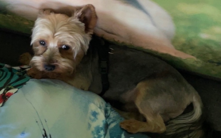 Pies odpoczywający na poduszce, z wyrazem smutku.